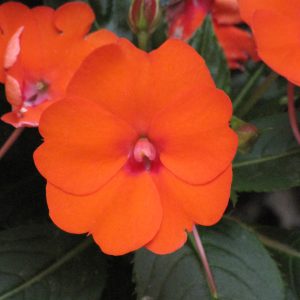 Sunpatiens Compact Electric Orange 4.5"