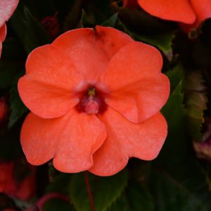 Sunpatiens Compact Hot Coral 4.5"