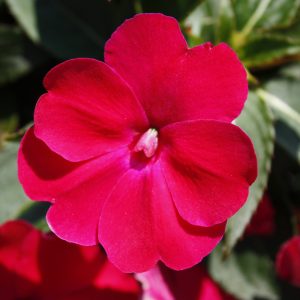 Sunpatiens Compact Rose Glow 4.5"