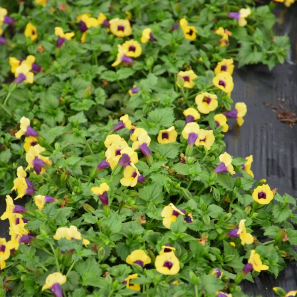 Proven Winner Torenia Gilded Grape 4.5"