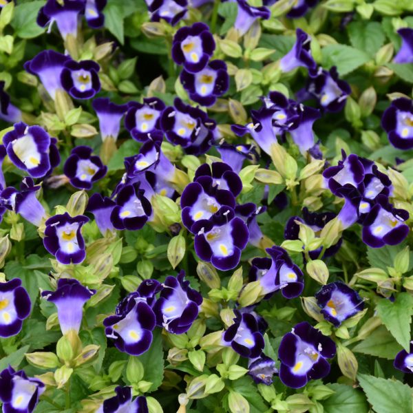 Proven Winner Torenia Catalina Midnight Blue 4.5"