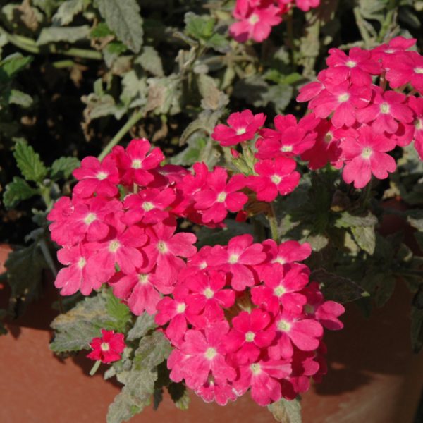 Verbena Empress Flair Pink 4.5"