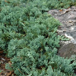 Juniper Blue Rug #1