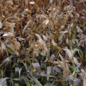 Grass Northern Sea Oats #1