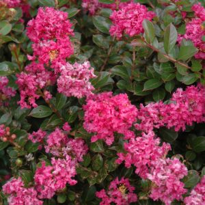 Crapemyrtle Pocomoke #1