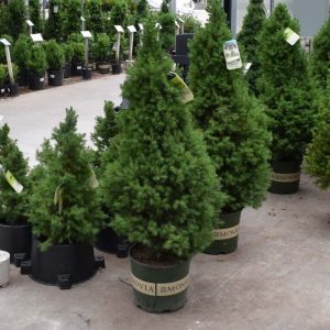 Spruce Dwf Alberta #5