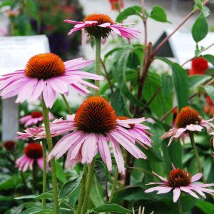 Coneflower Magnus #1