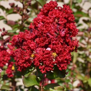 Crape Myrtle Siren Red #3