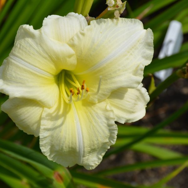 Daylily Joan Senior #1