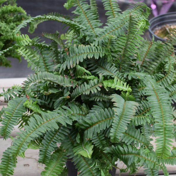 Fern Kimberly Queen (10")