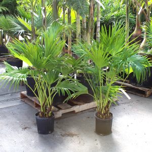 Chinese Fan Palm (10")