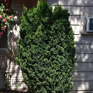 Euonymus Green Spire #1