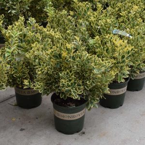 Euonymus Chollipo #2