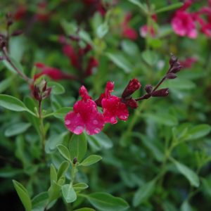 Salvia Furman's Red #1