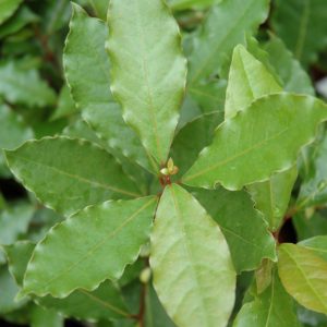 Bay Laurel #1