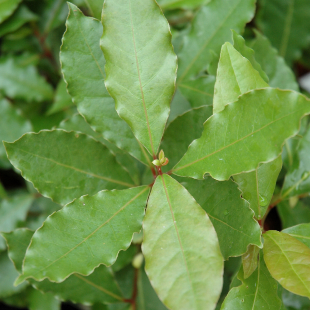 Bay Laurel #1