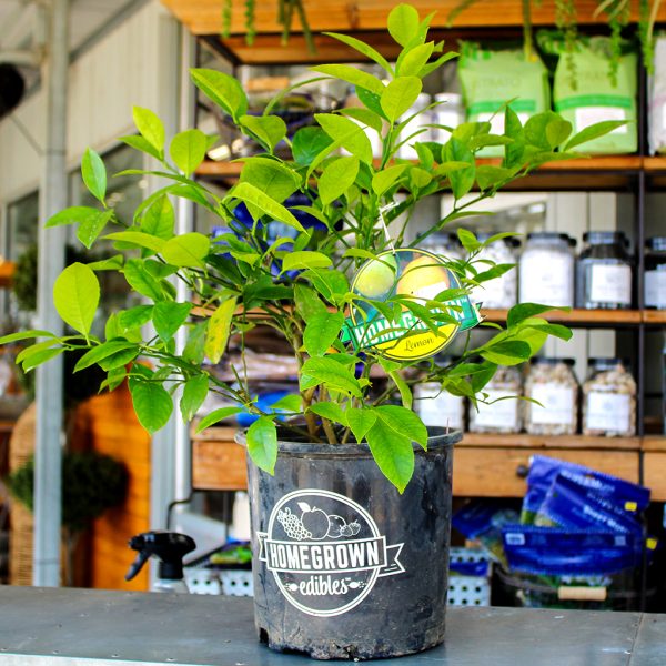 Meyer Lemon Tree 2g