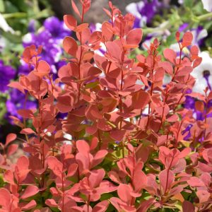 Barberry Orange Rocket #1
