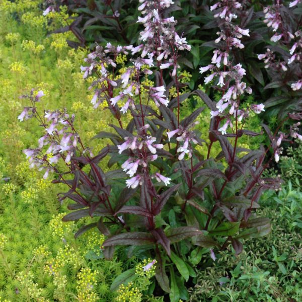 Penstemon Dark Towers #1