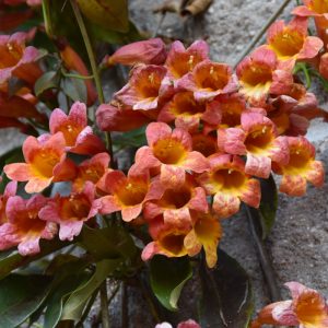 Cross Vine Tangerine Beauty #3