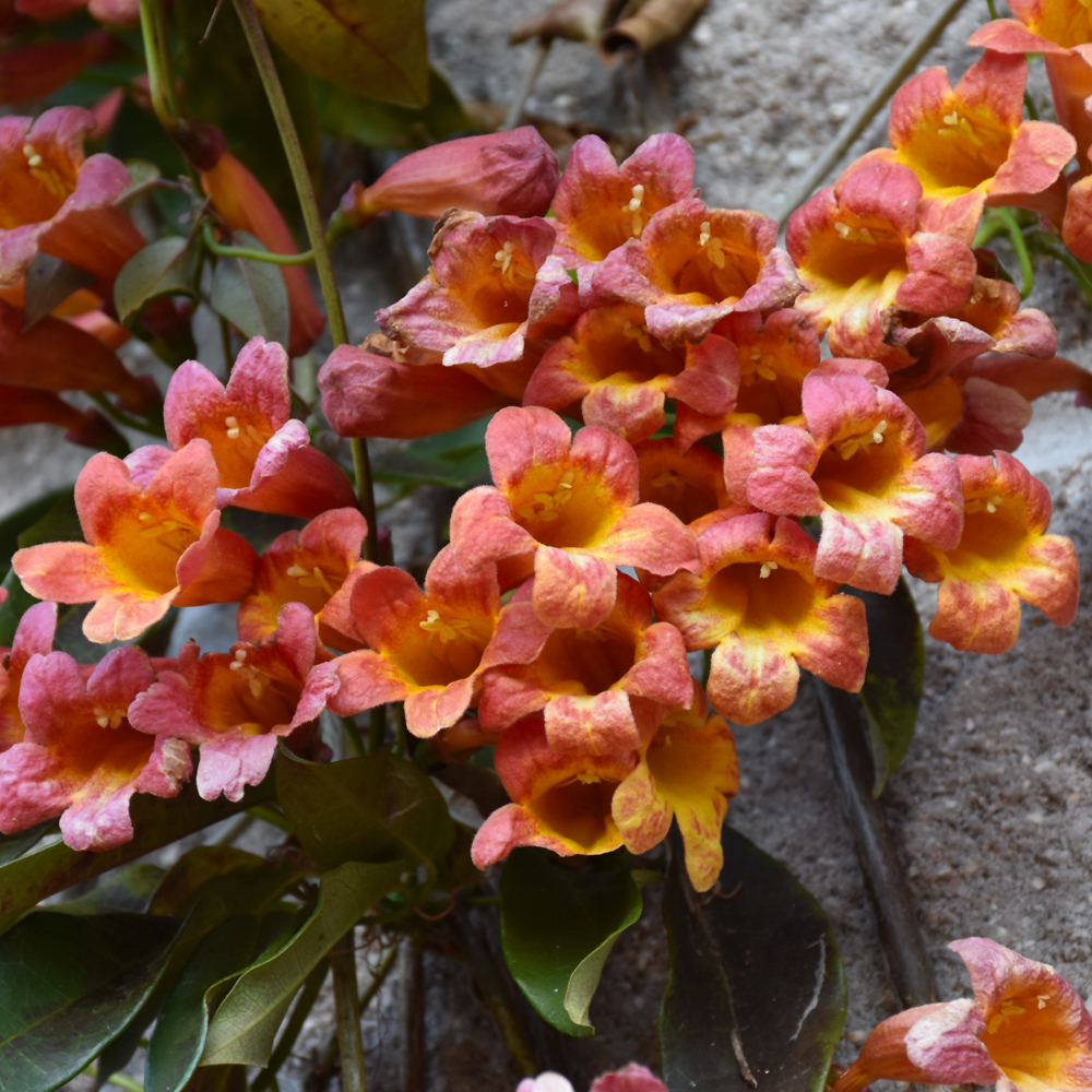Tangerine Beauty Crossvine - 3 Gallon