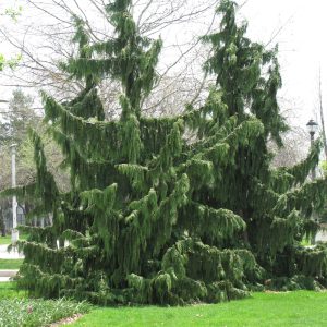 Cypress False Weeping #10