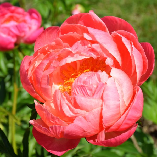 Peony Coral Charm #2