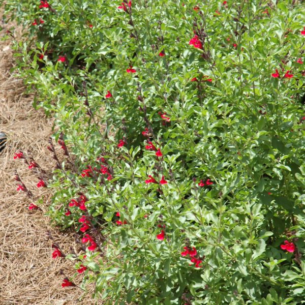 Salvia Furman's Red Qt