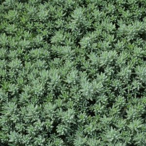 Sedum Blue Spruce 4.5"