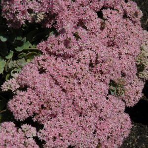 Sedum Lime Zinger 4.5"