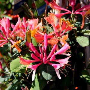 Honeysuckle Goldflame #1