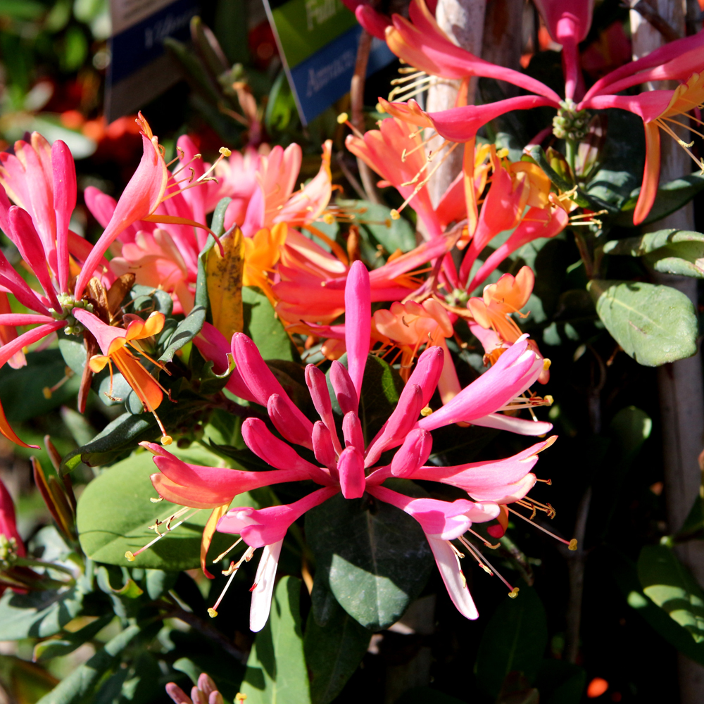 Honeysuckle Goldflame #1