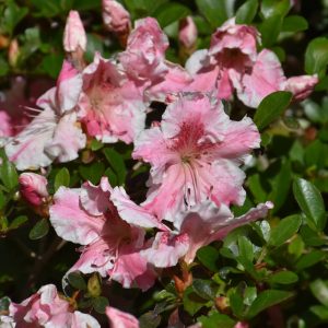 Azalea Encore Starburst #3