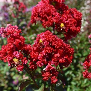 Crapemyrtle Colorama Scarlet #3