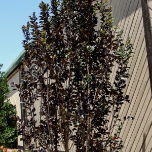 Crapemyrtle White Flash #3