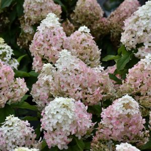 QUICK FIRE FAB HYDRANGEA #3