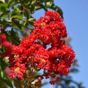 Crapemyrtle Miss Frances