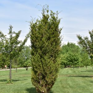 Juniper Brodie #15