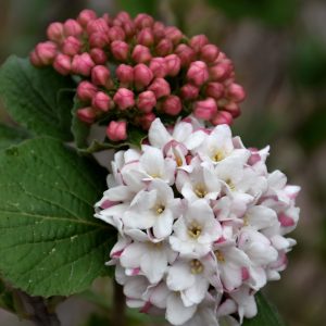 Viburnum Spice Island #3