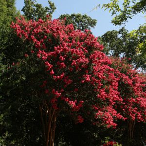 Crapemyrtle Coral Boom #3