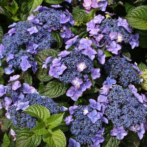 Hydrangea Endless Summer Pop Star #3