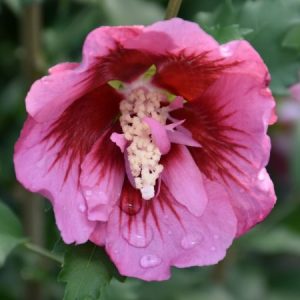 Althea Red Pillar #3