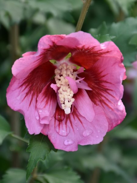 Althea Red Pillar #3