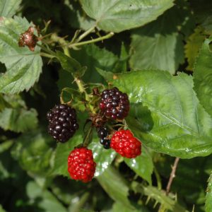 Fruit Shrubs & Plants