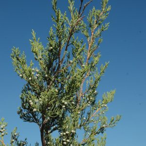 Juniper Hetzi Column
