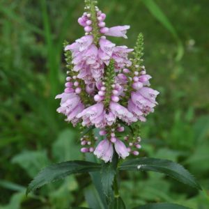 Obedient Plant 4.5"