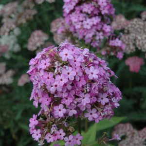 Phlox Jeana #1