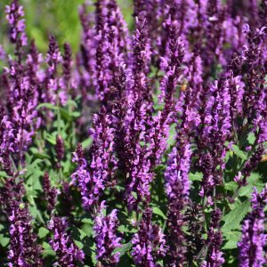 Salvia Pink Profusion 8"