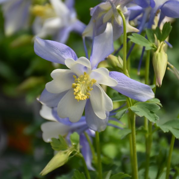 Columbine Kirigam Deep Blue Qt