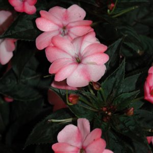 Sunpatiens Blush Pink 6 Count Tray
